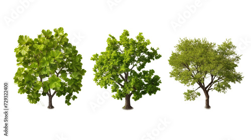 Oak Tree and Floral Garden  Isolated Digital Art Collection for Designers Seeking Nature-Inspired Elements with Transparent Backgrounds.