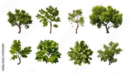 Oak Tree and Floral Garden  Isolated Digital Art Collection for Designers Seeking Nature-Inspired Elements with Transparent Backgrounds.