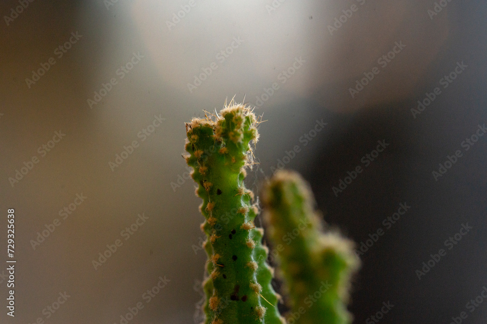 Fototapeta premium Euphorbia antiquorum are usually dicotyledonous and Euphorbia antiquorum succulent plants. Cactaceae are also some epiphytes in the tropical forest, those that grow on tree branches,