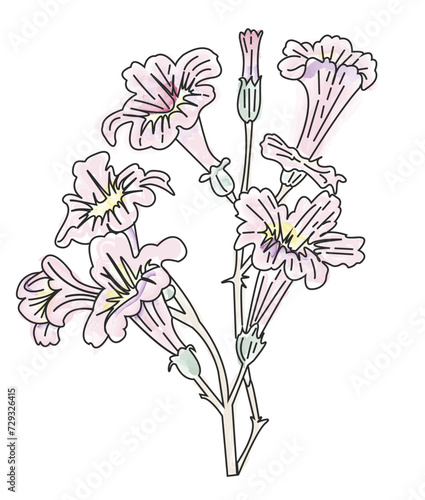 LAPACHO ROSA - Handroanthus impetiginosus