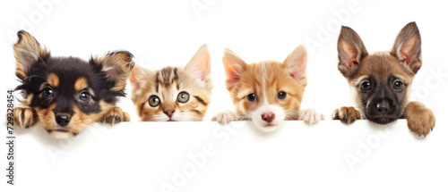 Playful kittens and puppies peeking over edge  showcasing a blend of innocence and mischief