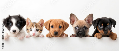 A delightful array of puppies and a kitten peeking over a barrier, with eyes full of curiosity