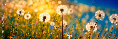 dandelions in the field. Selective focus.