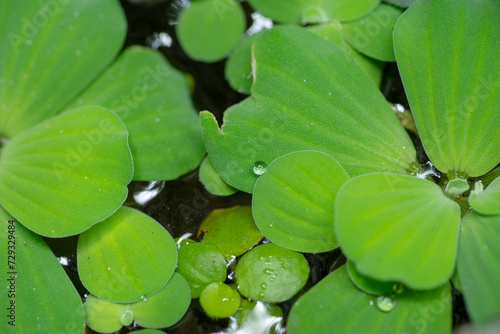 The energy of Lemna minor is about 2900 Klo so Lemna minor can be used as food for black snails, stuffed snails or grass carp.Lemna minor is a very good clean green food for black apple snails photo