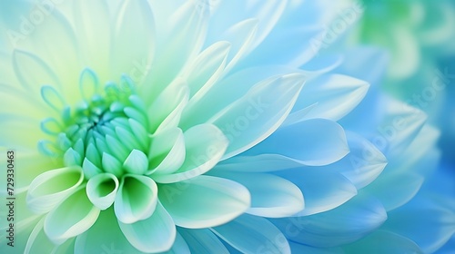 Blue-green chrysanthemum flower close-up. Macro shot. Summer and spring multi-color floral background