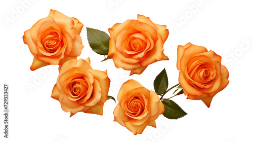 Orange Roses and Floral Elements for Garden Design and Perfume Creation  Isolated on Transparent Background - Top View Floral Art in PNG Digital 3D