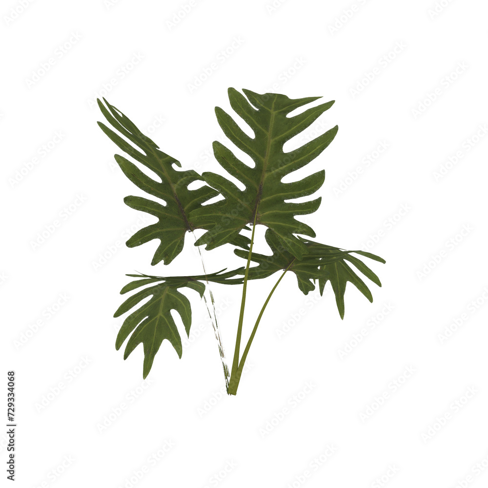 plant isolated on white plant isolated on white