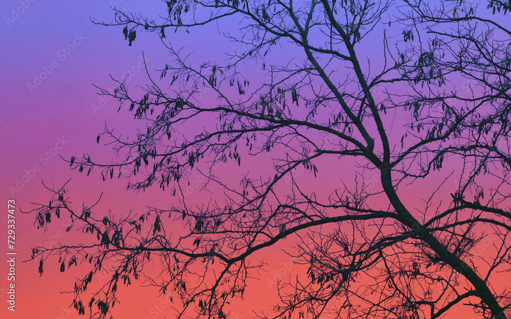 Abstract colorful sky with tree branches Abstract colorful sky with tree branches