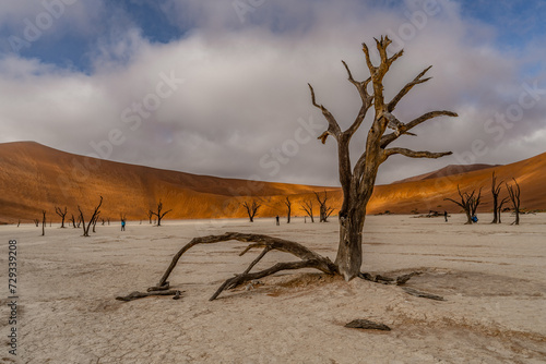 Dead Camelthorn Trees against red dunes and blue sky in Deadvlei, Sossusvlei. Namib-Naukluft National Park, Namibia, Africa