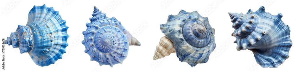 collection of beautiful blue seashells. Isolated on the transparent background.
collection of beautiful blue seashells. Isolated on the transparent background.