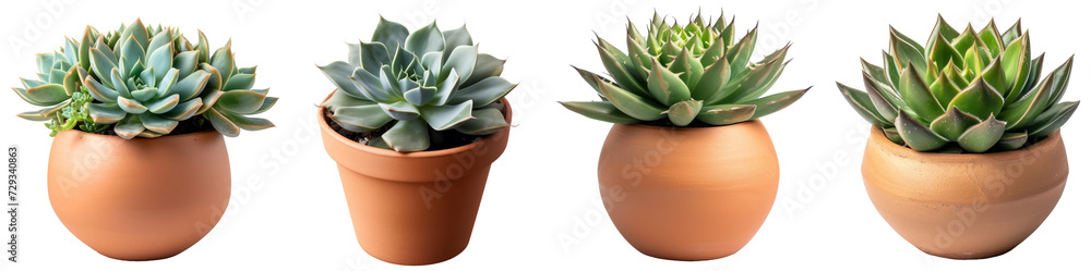 Succulent plant PNG Collection Succulent plant PNG Collection