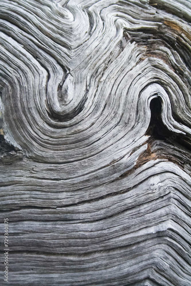Detail einer Baumwurzel