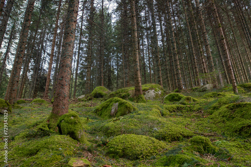 Wald mit moosbewachsenen Felsen