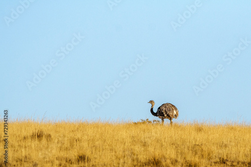 Darwin-Nandu (Pterocnemia pennata), Halbinsel Valdes, Patagonien, Argentinien, Südamerika