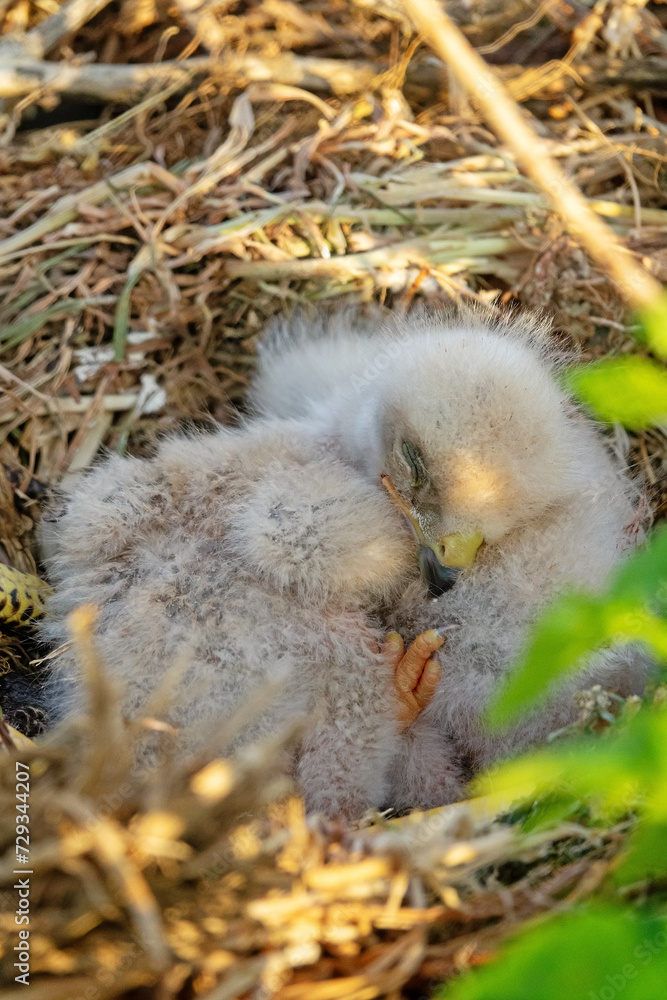 Obraz premium Long-legged buzzard (Buteo rufinus) nestlings are 5 days old, elder's eyes are open. White chicks in the first downy plumage, they don 't hold heads well, sleep a lot. Crimea, Kerch Peninsula. Series