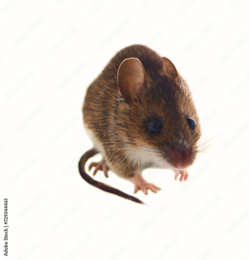 Theriology. Mouse-like rodents of boreal forests, north-east of Europe. Forest mouse, Wood mouse (Apodemus sylvaticus). Isolated on a white background. Front view Theriology. Mouse-like rodents of boreal forests, north-east of Europe. Forest mouse, Wood mouse (Apodemus sylvaticus). Isolated on a white background. Front view