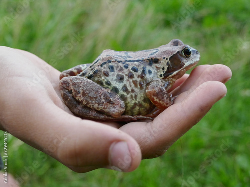 An old frog (Rana temporaria) on a boy's hand. Nature's trust should be valued