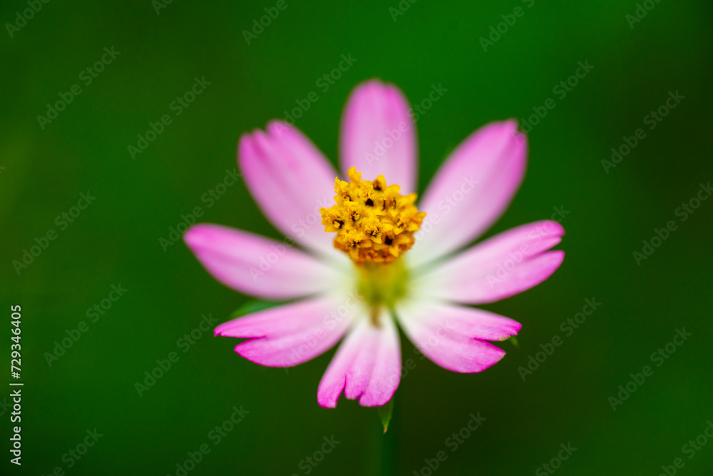 Obraz premium Yellow imitation flowers have wheel-toothed leaves and yellow petals. The garden has many types of flowers.The beautiful of Sulfur Cosmos or Yellow Cosmos and green leaf is background, Cosmos sulphure