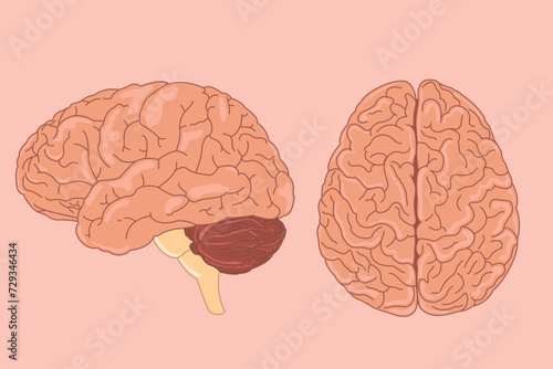 two Human brain vector illustration. side view of brain with cerebrum, brainstem and cerebellum to study anatomy, neurology. eps 10
