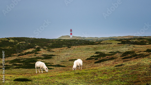 Sylt Dünen Ellenbogen photo