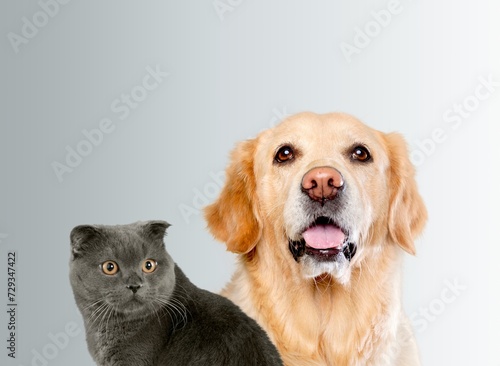 Fototapeta Naklejka Na Ścianę i Meble -  Happy panting dog and cat posing together