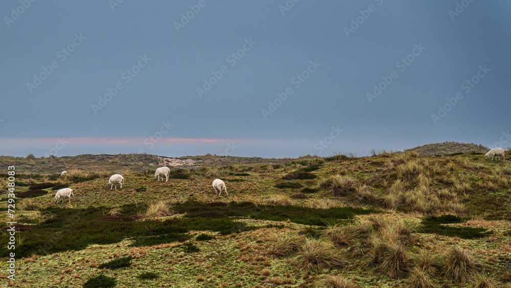 Sylt Dünen Ellenbogen Sylt Dünen Ellenbogen