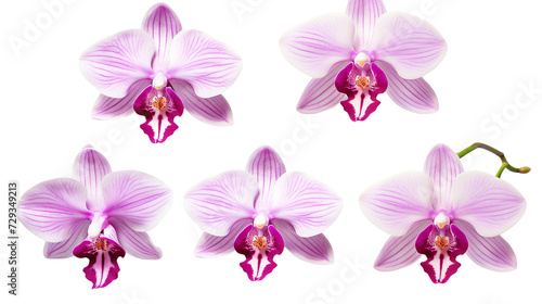 Orchid and Floral Collection: Stunning Flowers, Buds, and Leaves on Transparent Backgrounds - Ideal for Perfume, Essential Oil, and Garden Designs!