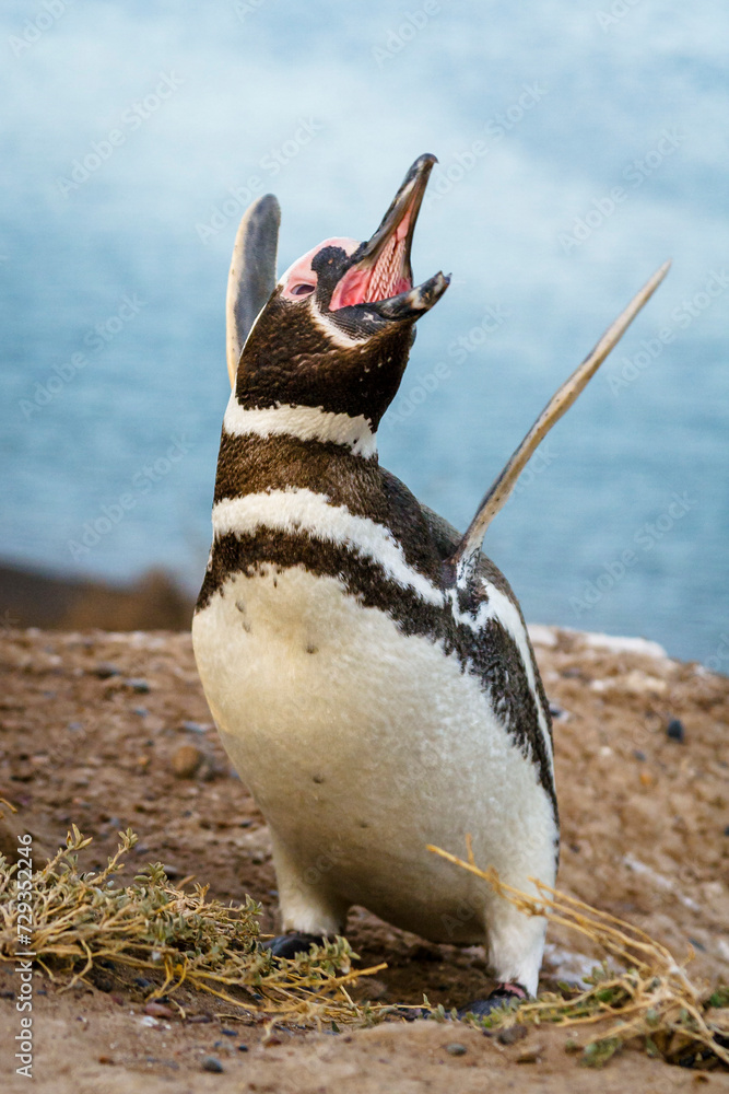 Magellan Pinguin (Speniscus magellanicus), Halbinsel Valdes, Argentinien, Südamerika