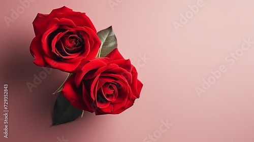 A couple gift roses on valentine day