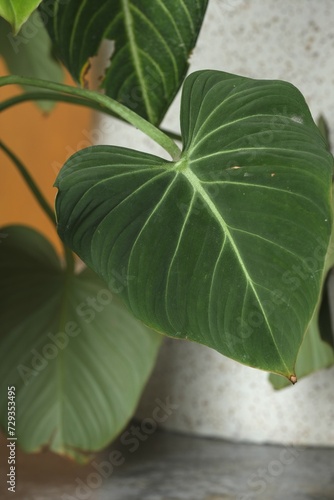 Philodendron gloriosum plant in pot. green plant for decoration at terrace. Daun cantik photo