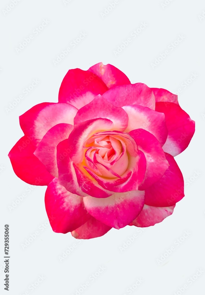 Rose petals Rose petals
