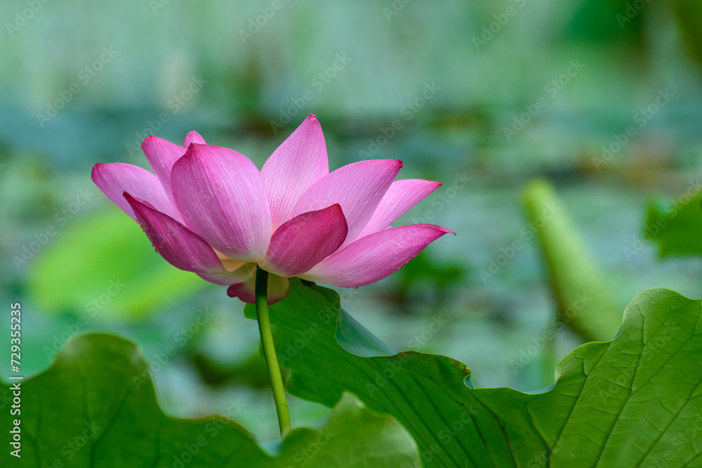 pink lotus flower