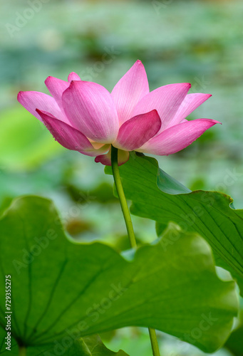 pink lotus flower in pond