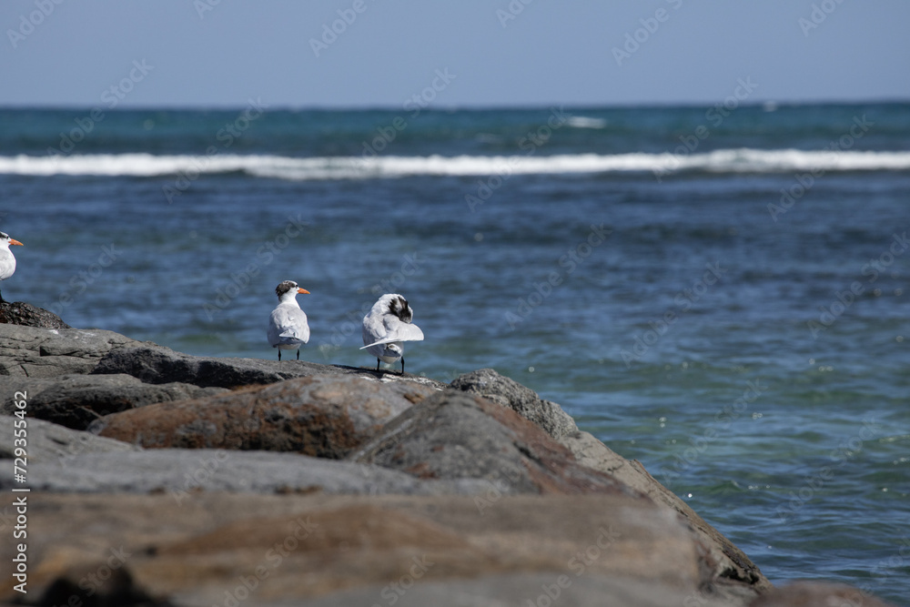 custom made wallpaper toronto digitalOiseaux marins