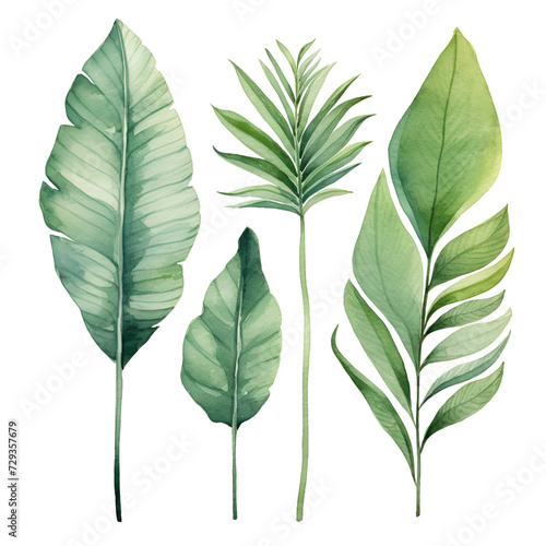 Watercolor illustration tropical palm banana leaves. Isolated on transparent background. Perfect for card  postcard  tags  invitation  printing  wrapping.