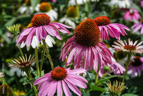 Echinacea 