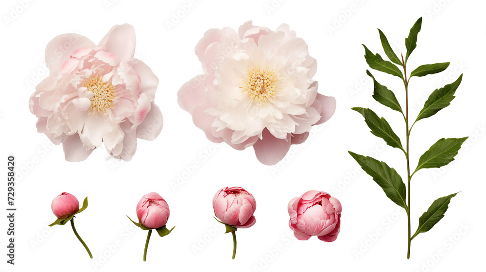 Peony Collection: Vibrant Floral Decorations for Perfume, Essential Oil, or Garden Designs - Elegant 3D Botanical Art, Isolated on Transparent Backgrounds!