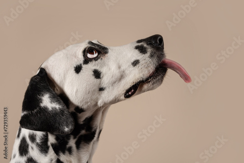 Portrait of a Dalmatian dog on beige background  looking to the side with its tongue sticking out. Hungry dog is licking its lips  eagerly awaiting a treat. Place for text