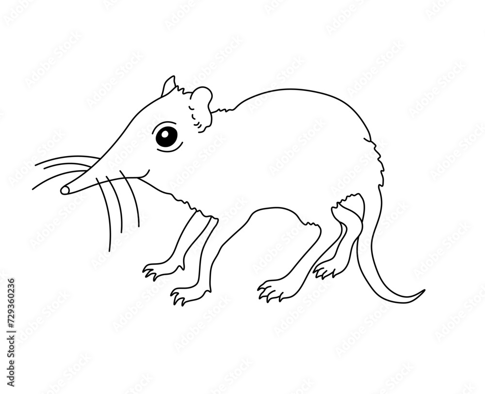 Vector isolated one single shrew mouse with long nose side view colorless black and white contour line easy drawing Vector isolated one single shrew mouse with long nose side view colorless black and white contour line easy drawing