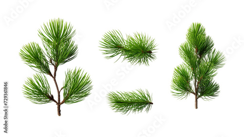 Pine Tree and Plant Collection in Stunning Digital Art 3D  Perfect for Garden Design Elements and Aromatic Perfume Illustrations  Isolated on Transparent Background