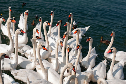 Geneva, Switzerland, Europe - Lake Geneva, wild swans gathered on the shore on Quai Gustave Ador side of the lake photo