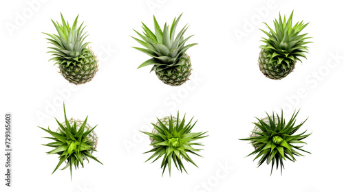 Pineapple Plant Collection: Tropical Botanical Illustrations for Garden Design, Perfume, and Essential Oil - Exotic Foliage in Vibrant Digital Art 3D, Isolated on Transparent Background