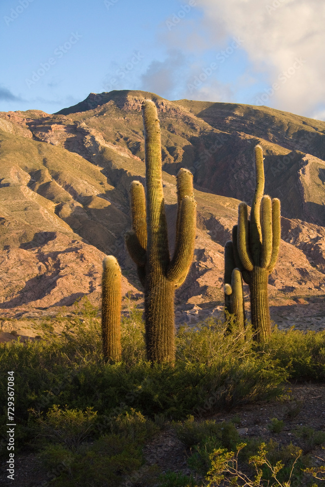 Kandelaberkakteen, Nationalpark Los Cardones, Argentinien, Südamerika