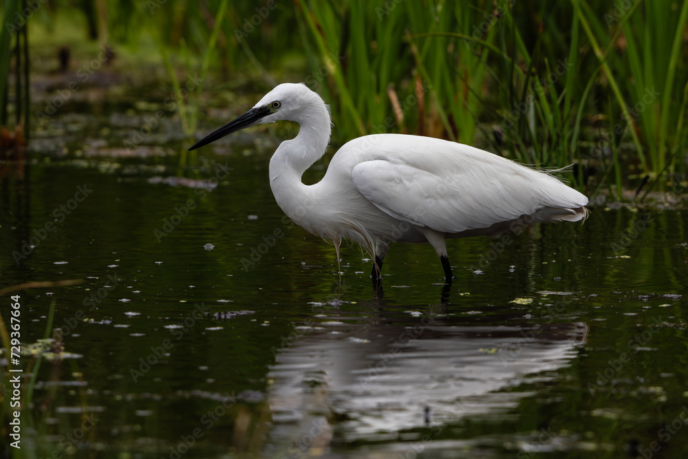 Little egret feeding in shallow water with reflection Little egret feeding in shallow water with reflection