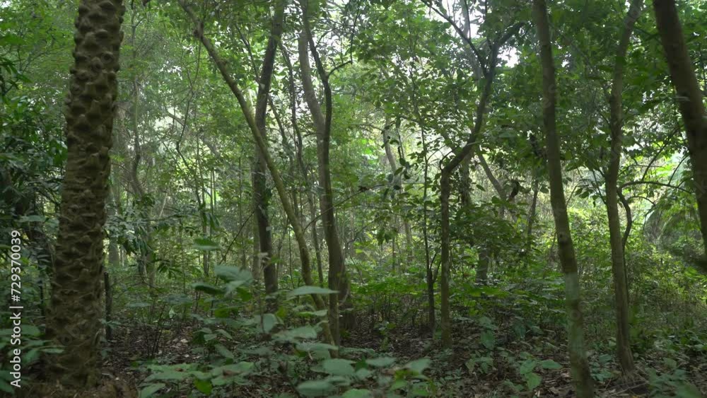 Motion shot of deep green inside forest. Motion shot of deep green inside forest.