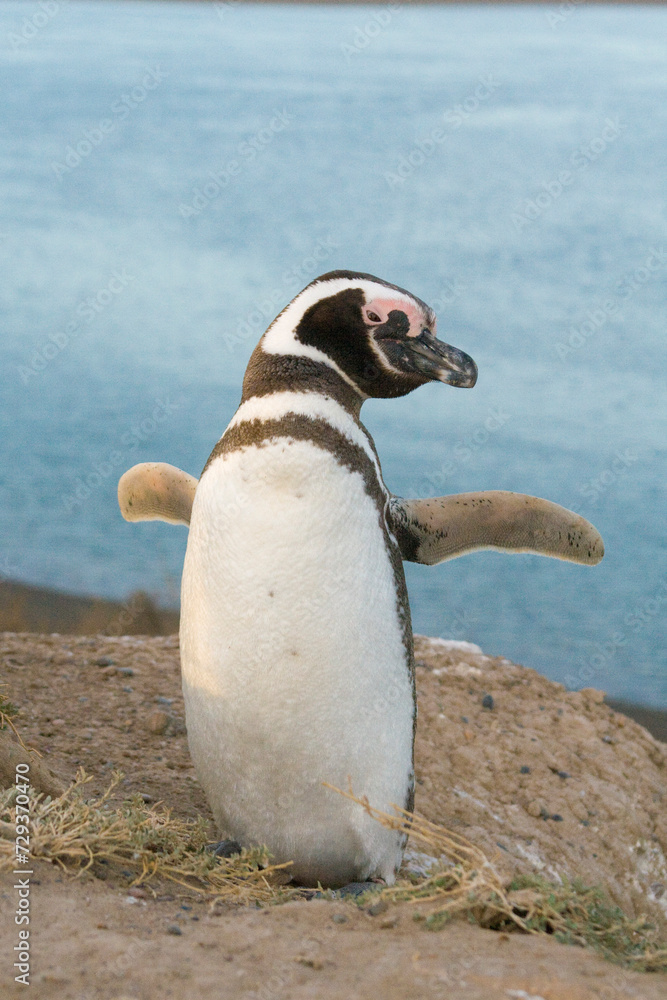 Magellan Pinguin (Speniscus magellanicus), Halbinsel Valdes, Argentinien, Südamerika