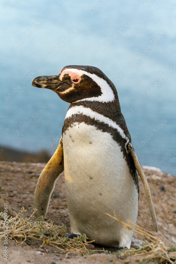 Magellan Pinguin (Speniscus magellanicus), Halbinsel Valdes, Argentinien, Südamerika
