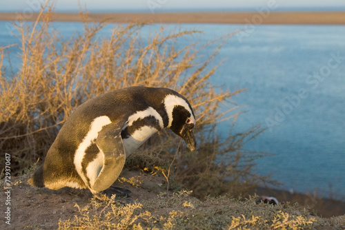 Magellan Pinguin (Speniscus magellanicus), Halbinsel Valdes, Argentinien, Südamerika photo