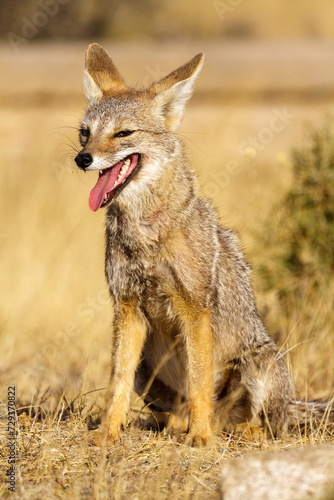 Obraz na płótnie Argentinischer Kampfuchs, Patagonischer Fuchs, Pseudalopex griseus, Halbinsel Valdes, Argentinien, Südamerika w salonie