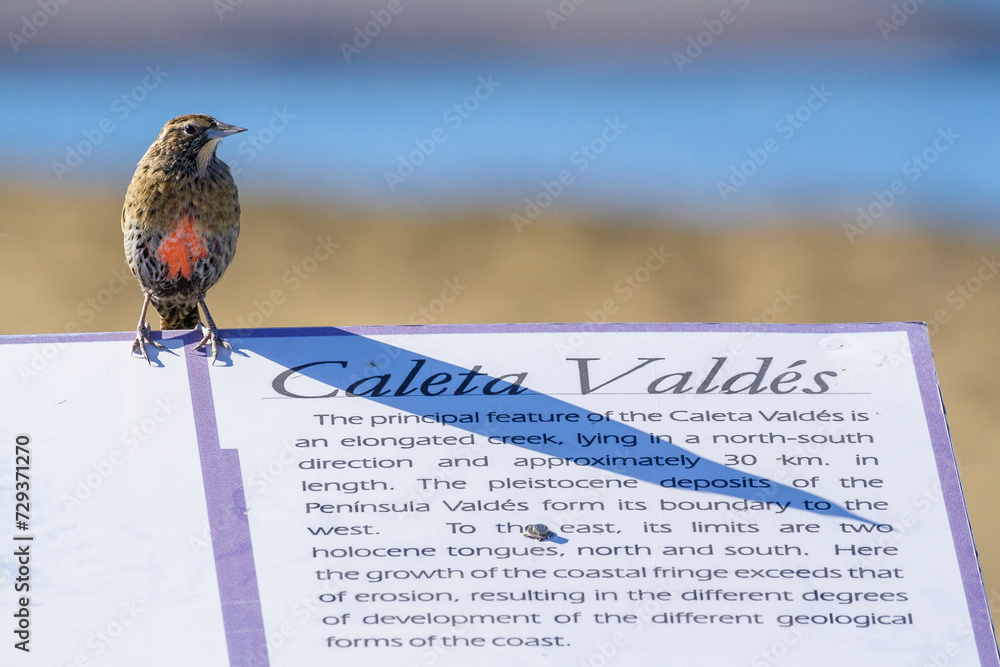 Langschwanz-Soldatenstärling (Sturnella loyca) sitzt auf Informationstafel, Halbinsel Valdes, Argentinien, Südamerika